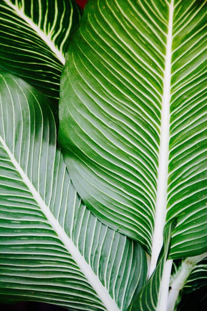 Succes meten in exotische planten: expertise, klanttevredenheid en duurzaamheid zijn sleutelfactoren