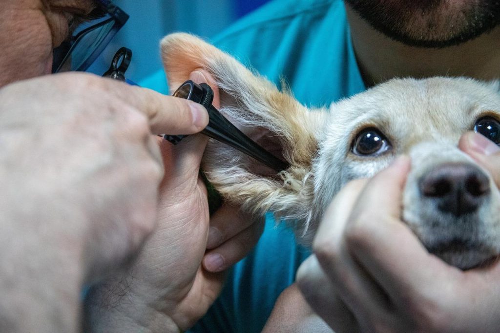 Dierenarts in Lelystad verzorgt huisdieren met moderne medische faciliteiten en ervaren diergeneeskundigen